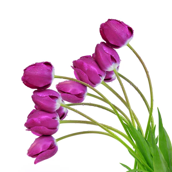 Dewy purple tulips — Stock Photo, Image