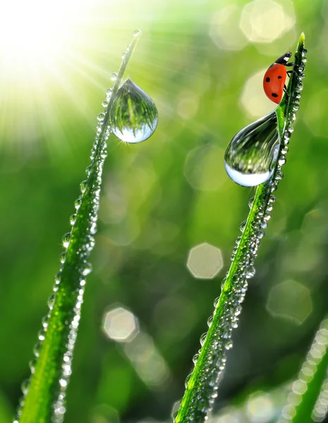 Rosée et coccinelle — Photo