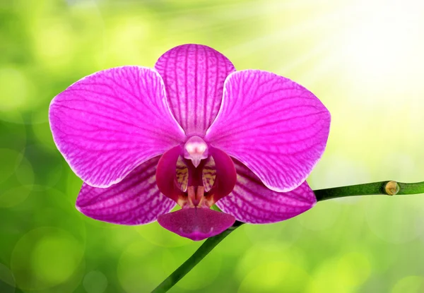 Purple orchid — Stock Photo, Image