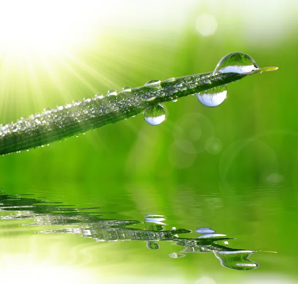 Dew drops — Stock Photo, Image