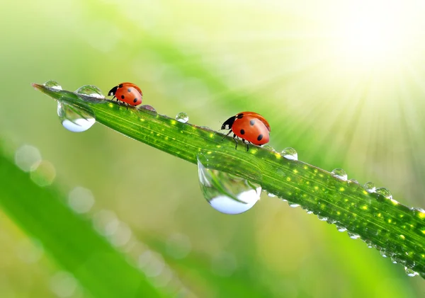 Dauw met lieveheersbeestjes — Stockfoto