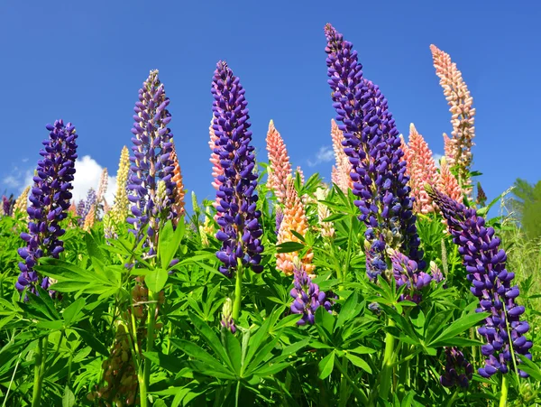 Lupines — 스톡 사진