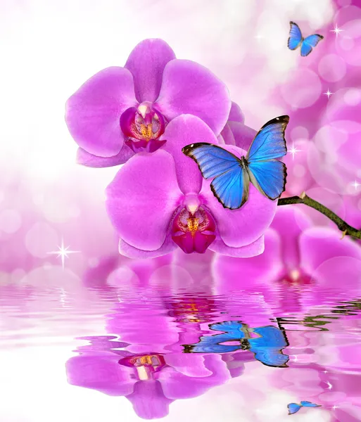 Beautiful purple orchid — Stock Photo, Image