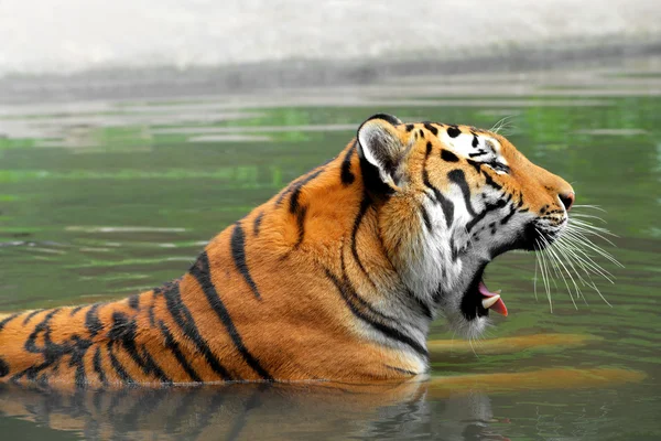 Tigre siberiano — Foto de Stock