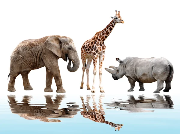 Giraffe, Elefant und Nashorn — Stockfoto