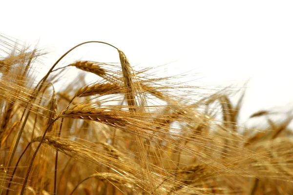 Goldene Gerste — Stockfoto