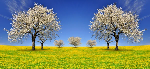 Blooming cherry trees — Stock Photo, Image