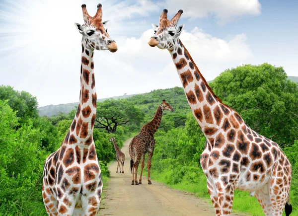 Giraffe — Foto Stock