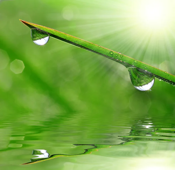 Dew drops — Stock Photo, Image