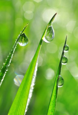 çiğ damlaları yakın çekim