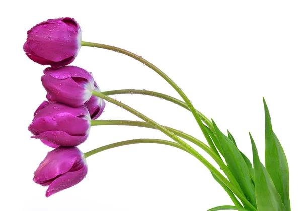 Orosený fialové tulipány — Stock fotografie