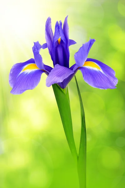 Irys fioletowy kwiat — Zdjęcie stockowe