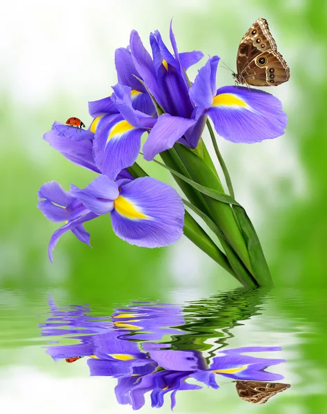 紫色鸢尾花 — 图库照片