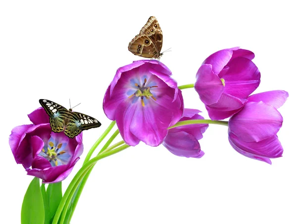 Čerstvý fialové tulipány — Stock fotografie