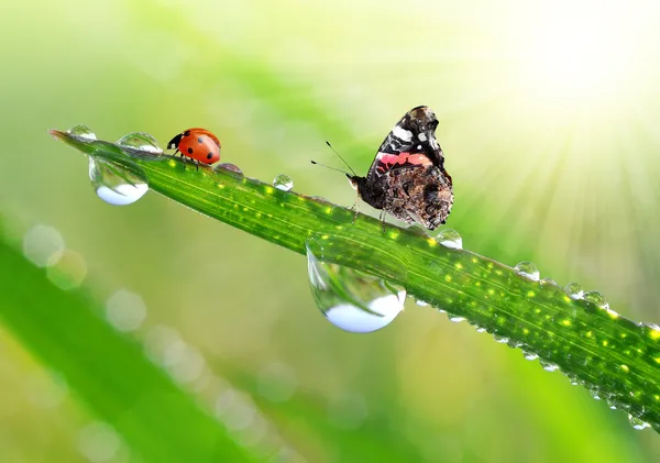 露水滴 — 图库照片