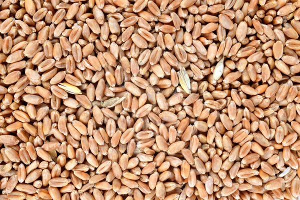 Wheat grain — Stock Photo, Image