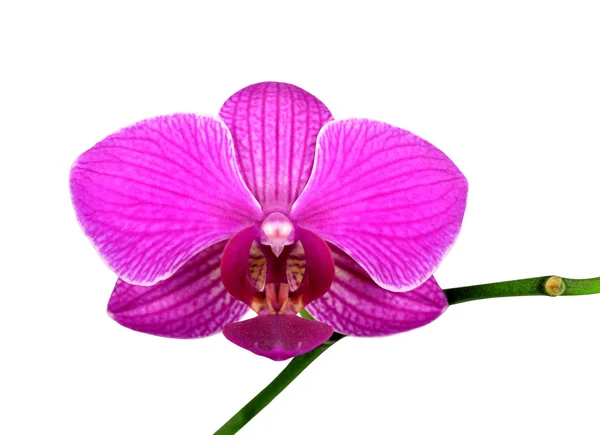 紫色兰花 — 图库照片