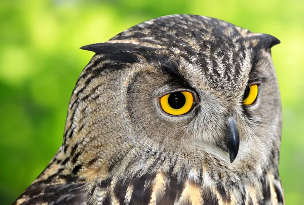 Eagle owl — Stock fotografie