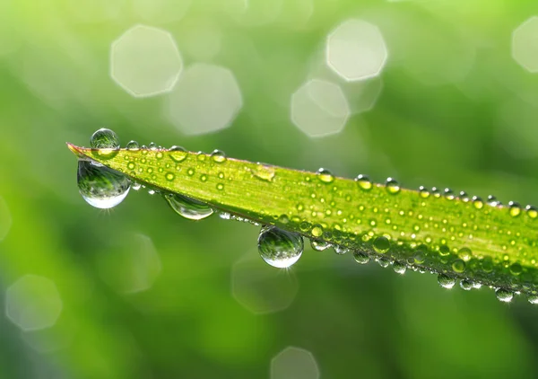 Dew drops — Stock Photo, Image