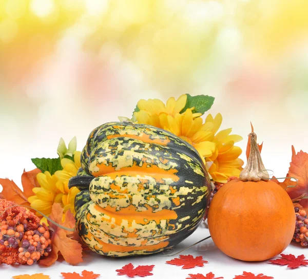 Harvested pumpkins — Stock Photo, Image