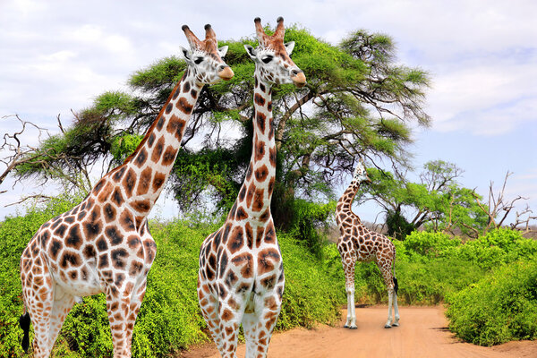 Giraffes in Kruger park South Africa