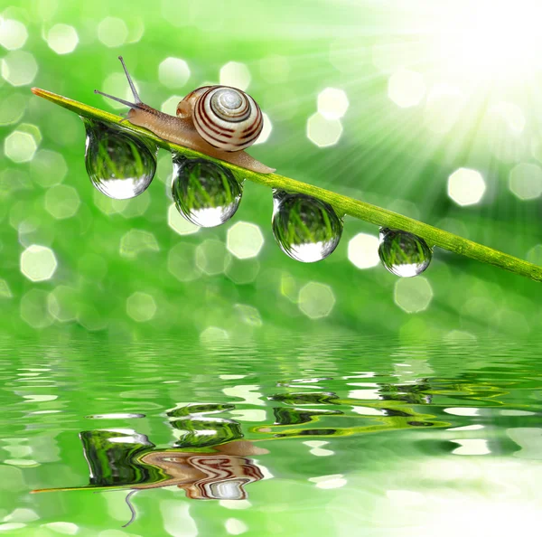 Caracol na grama orvalhada — Fotografia de Stock