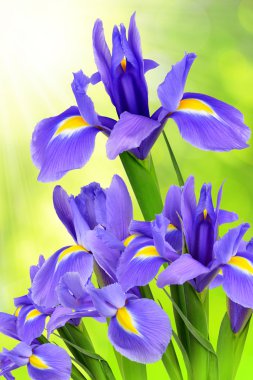 Purple iris flower clipart