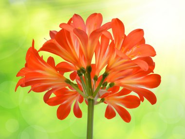 portakal clivia miniata