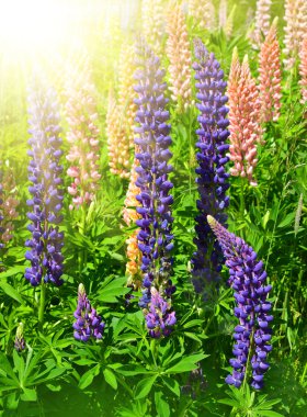 lupines