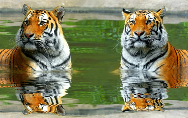 Sibirischer Tiger — Stockfoto