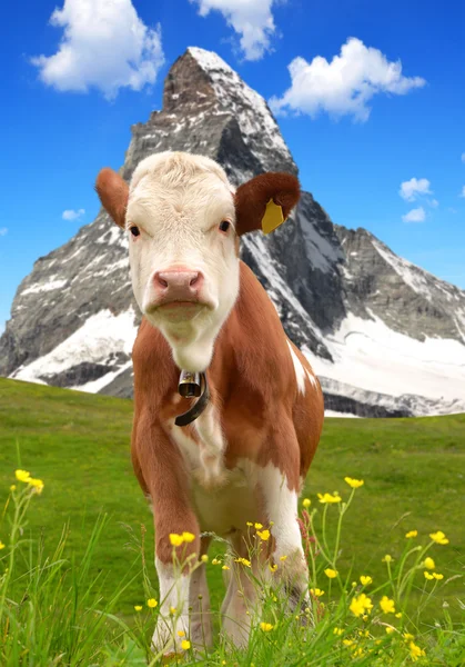 Cow in the meadow — Stock Photo, Image