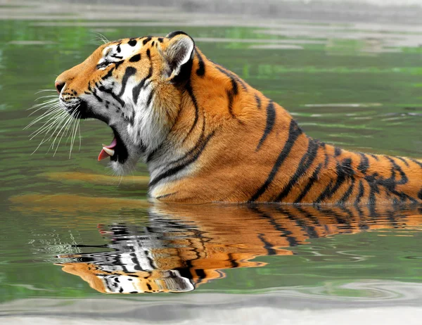 Sibirischer Tiger — Stockfoto