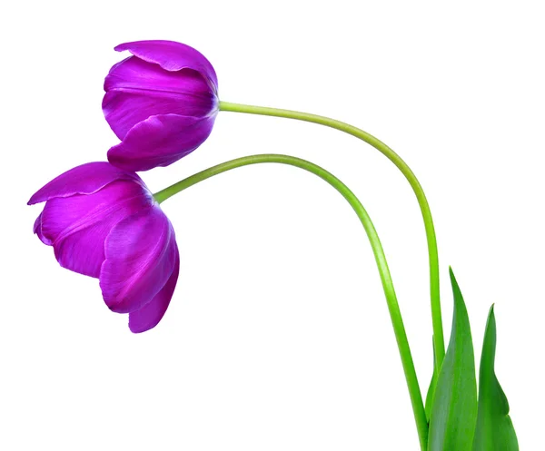 Purple tulips — Stock Photo, Image