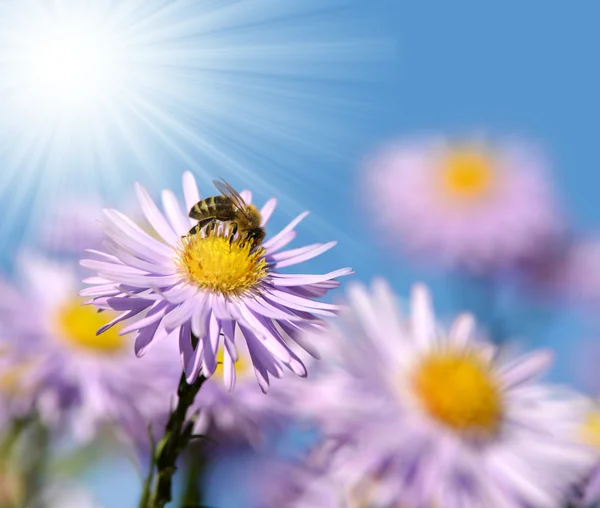 Fiori primaverili — Foto Stock