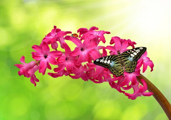 Hyacinth with butterfly — Stock Photo, Image