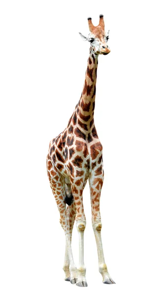 Giraffa — Foto Stock