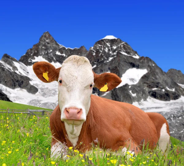 Vaca en el prado — Foto de Stock