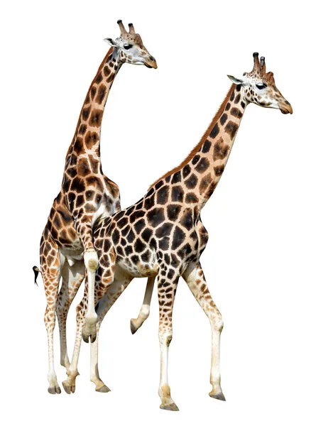 Mating giraffes — Stock Photo, Image