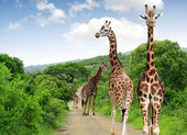 Картина, постер, плакат, фотообои "giraffes", артикул 33295495