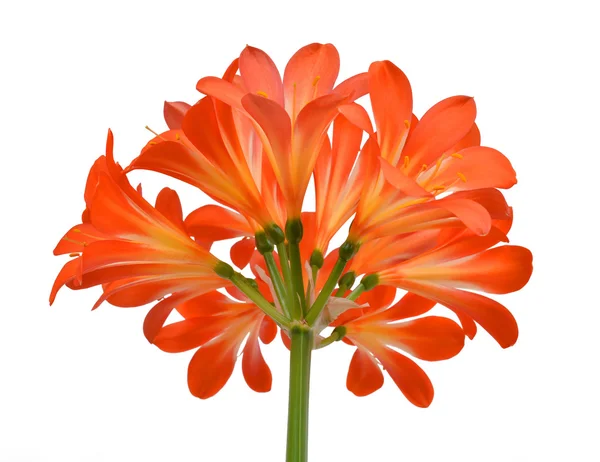 Oranje clivia miniata — Stockfoto
