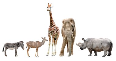 zürafa, fil, Gergedan, kudu ve zebra