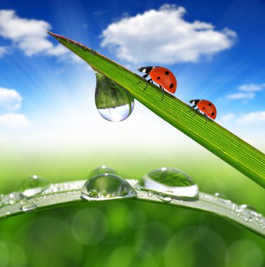 çiğ ve ladybugs