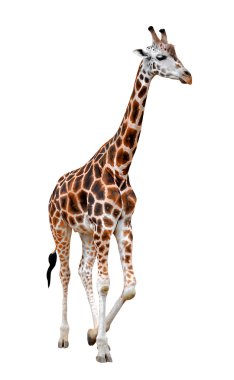Zürafa