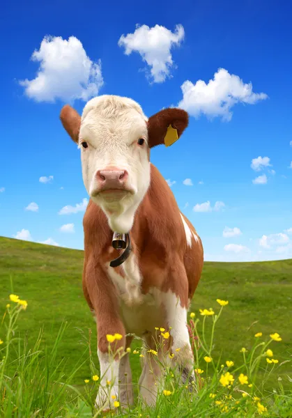 Cow — Stock Photo, Image