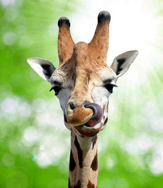 Giraffe — Stockfoto