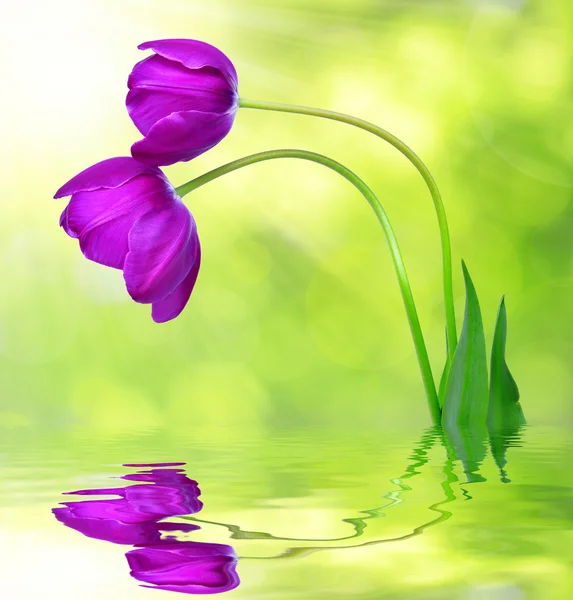 Fresh purple tulips — Stock Photo, Image