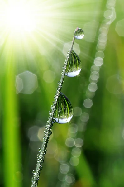 Gotas de Rocío — Foto de Stock