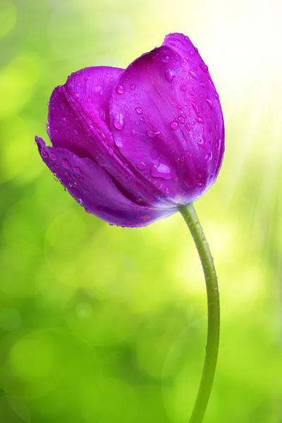 Violette Tulpe — Stockfoto