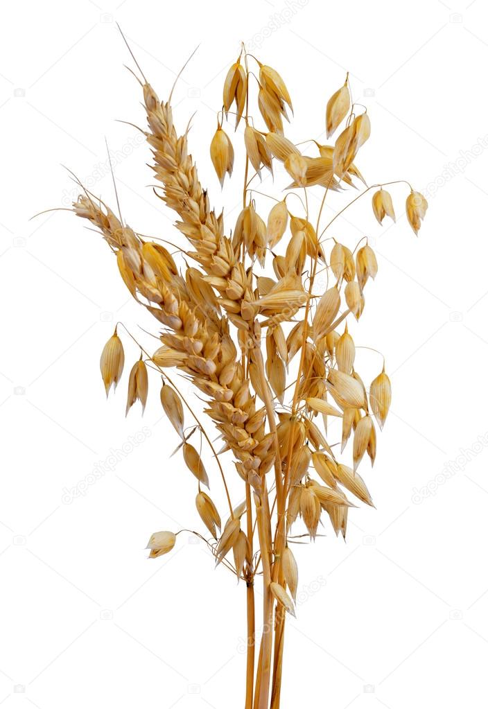 Oats and wheat — Stock Photo © vencav 34287849