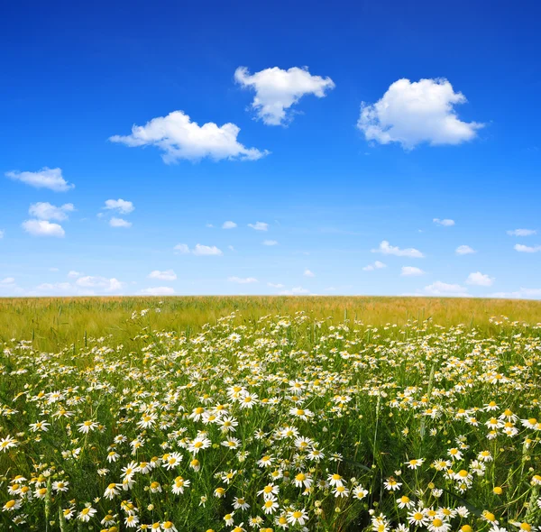 Campo de las margueritas — Foto de Stock